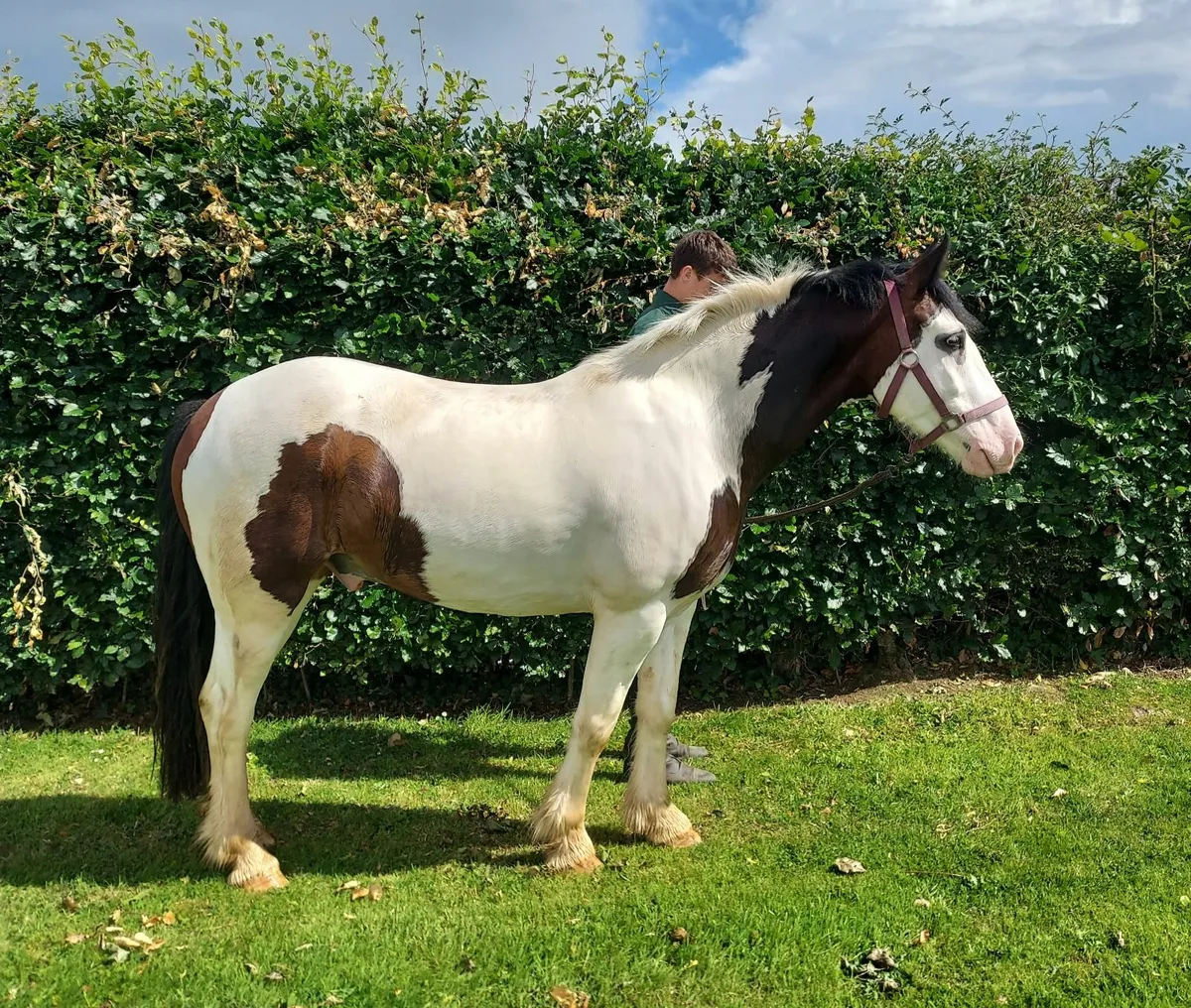14'2 Riding Cob - Image 3