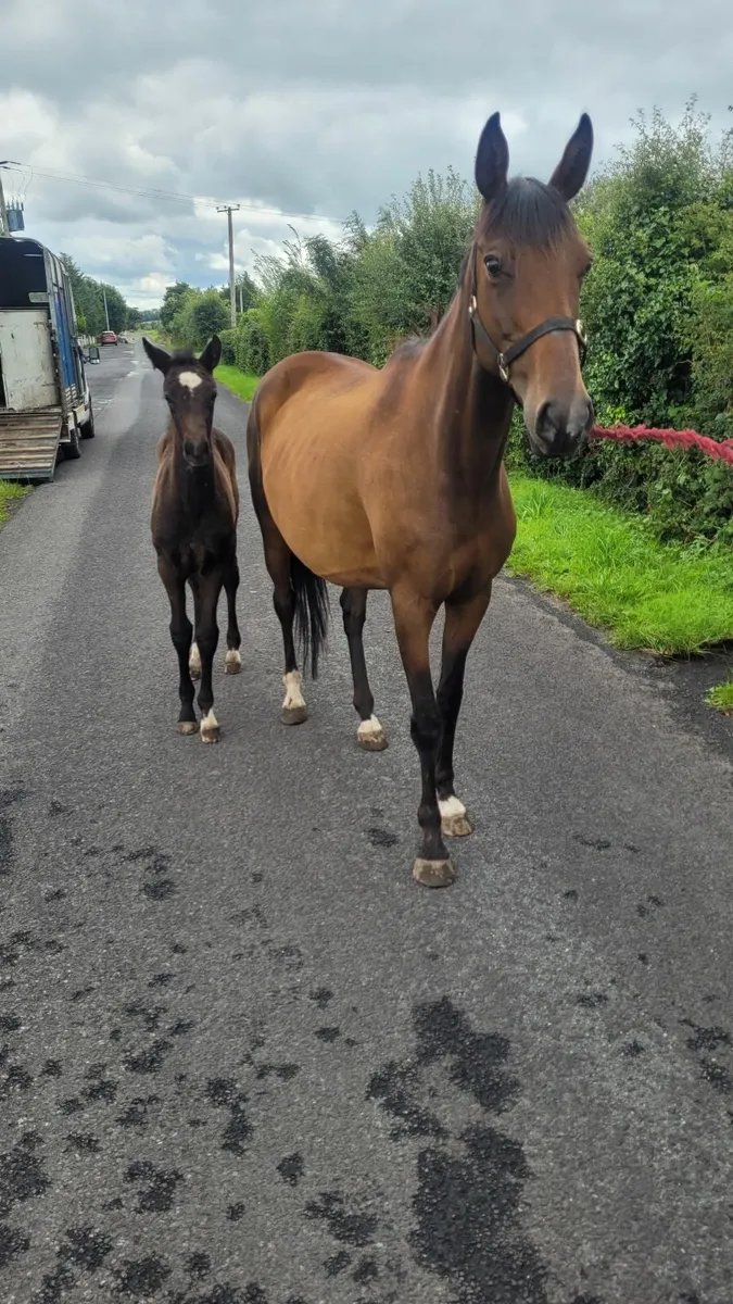 Mare & Foal for sale - Image 1