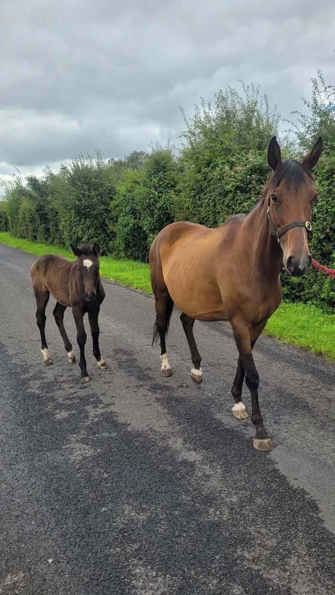 Mare & Foal for sale - Image 2