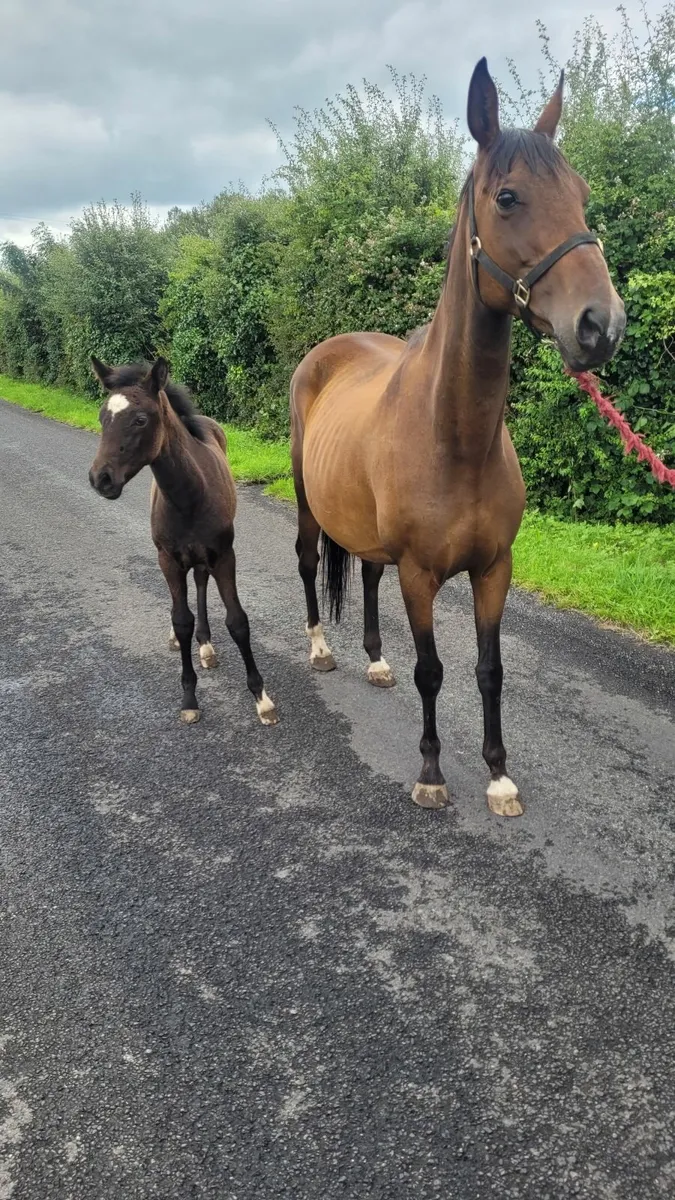 Mare & Foal for sale - Image 3