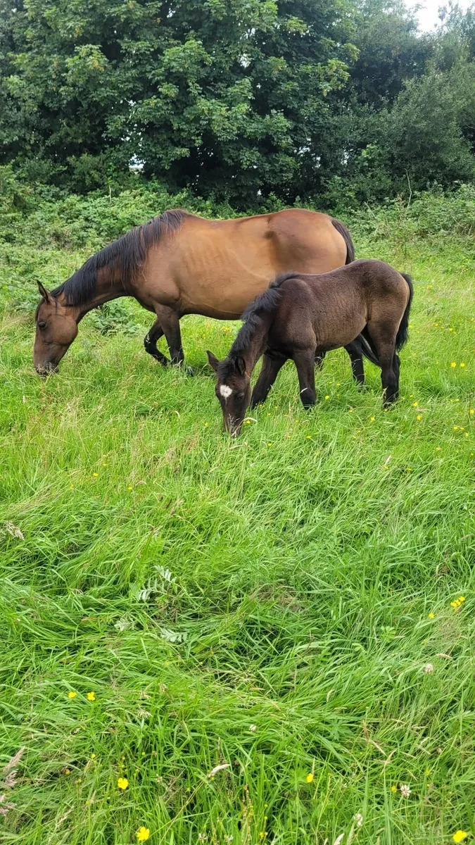 Mare & Foal for sale - Image 4
