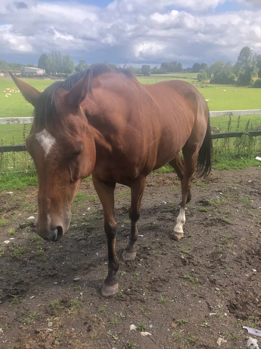 Horse