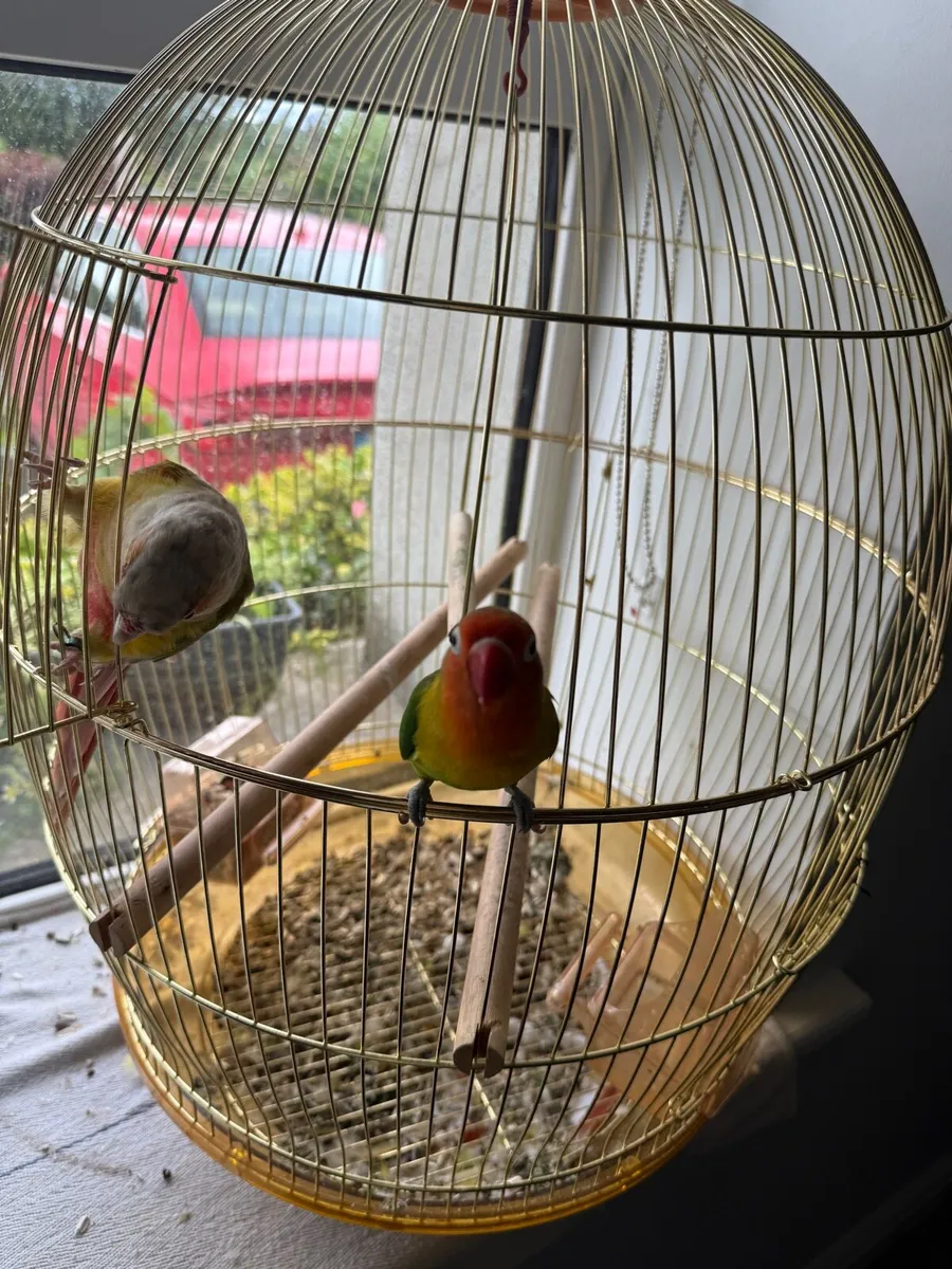 Hand Reared conure and love bird - Image 1