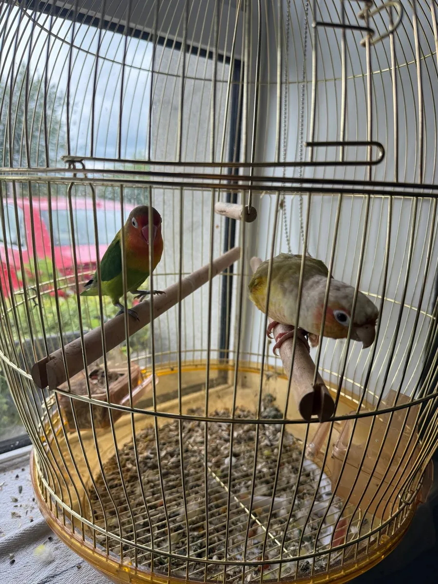Hand Reared conure and love bird - Image 4