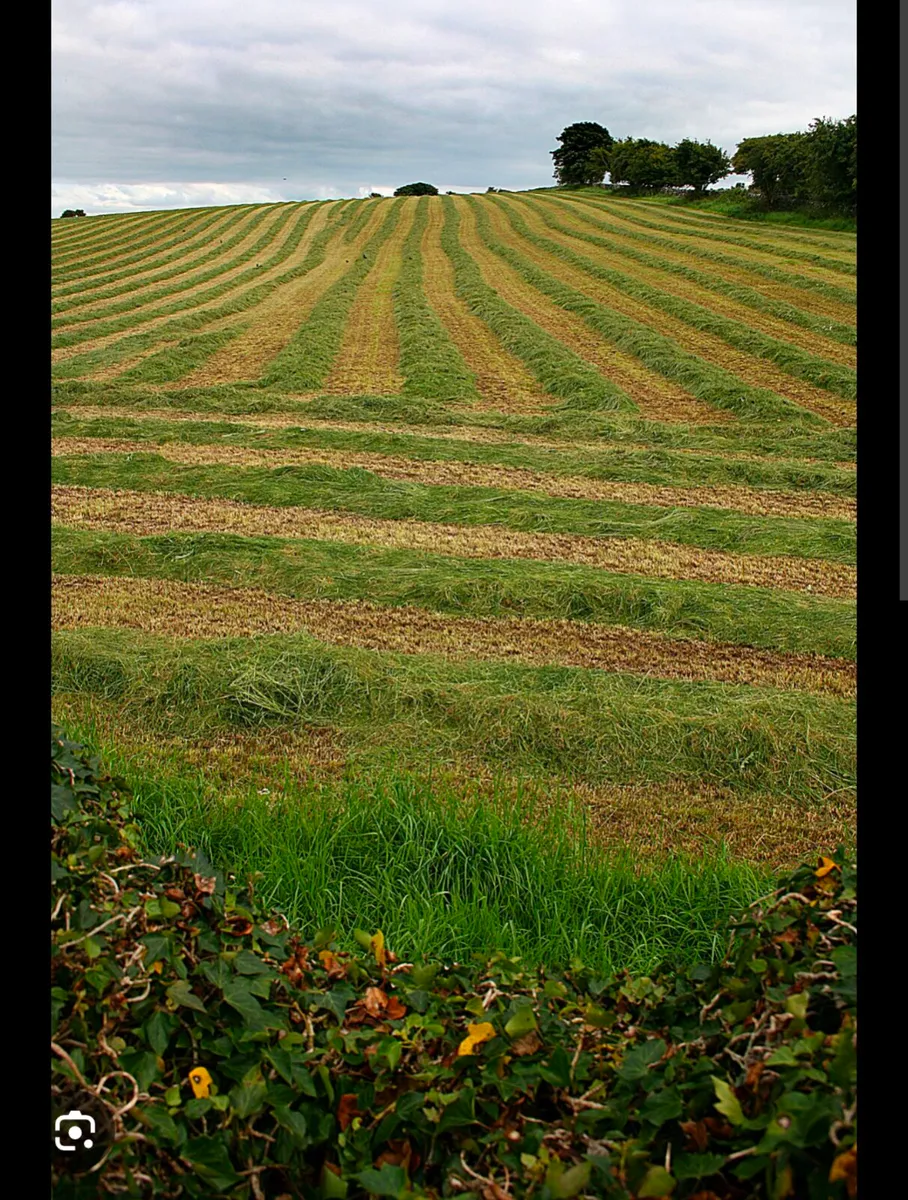 Silage for sale