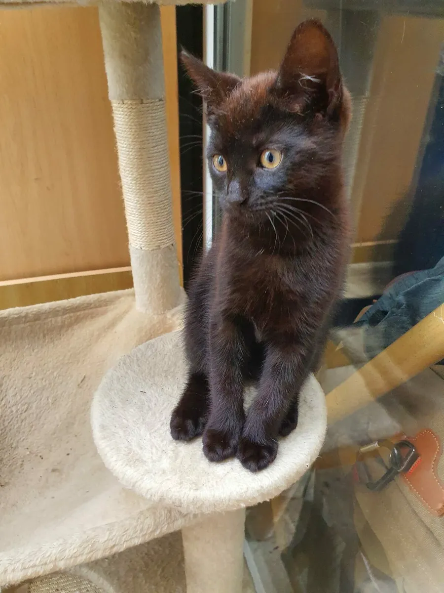 kittens - Image 3