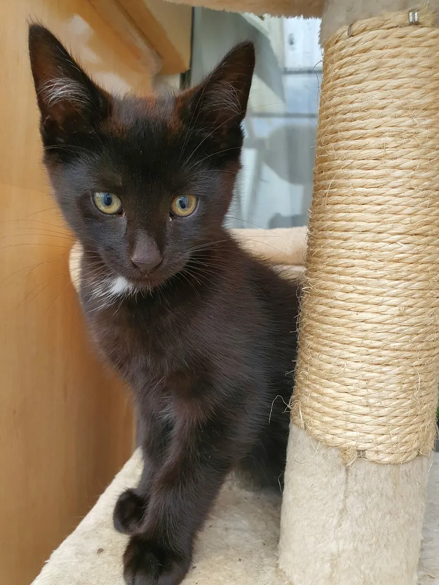 kittens - Image 4