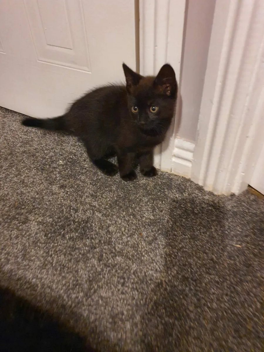 kittens - Image 2