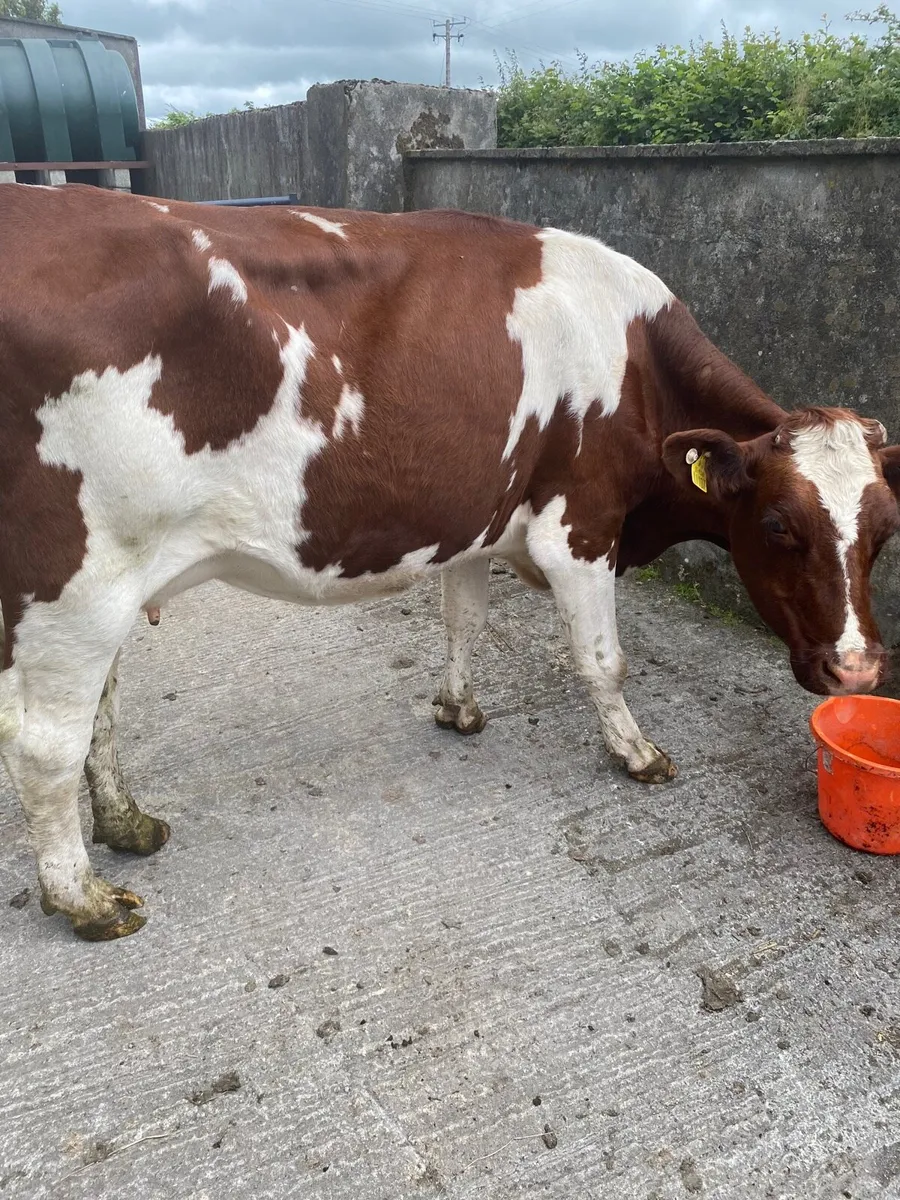 Cow - Image 1