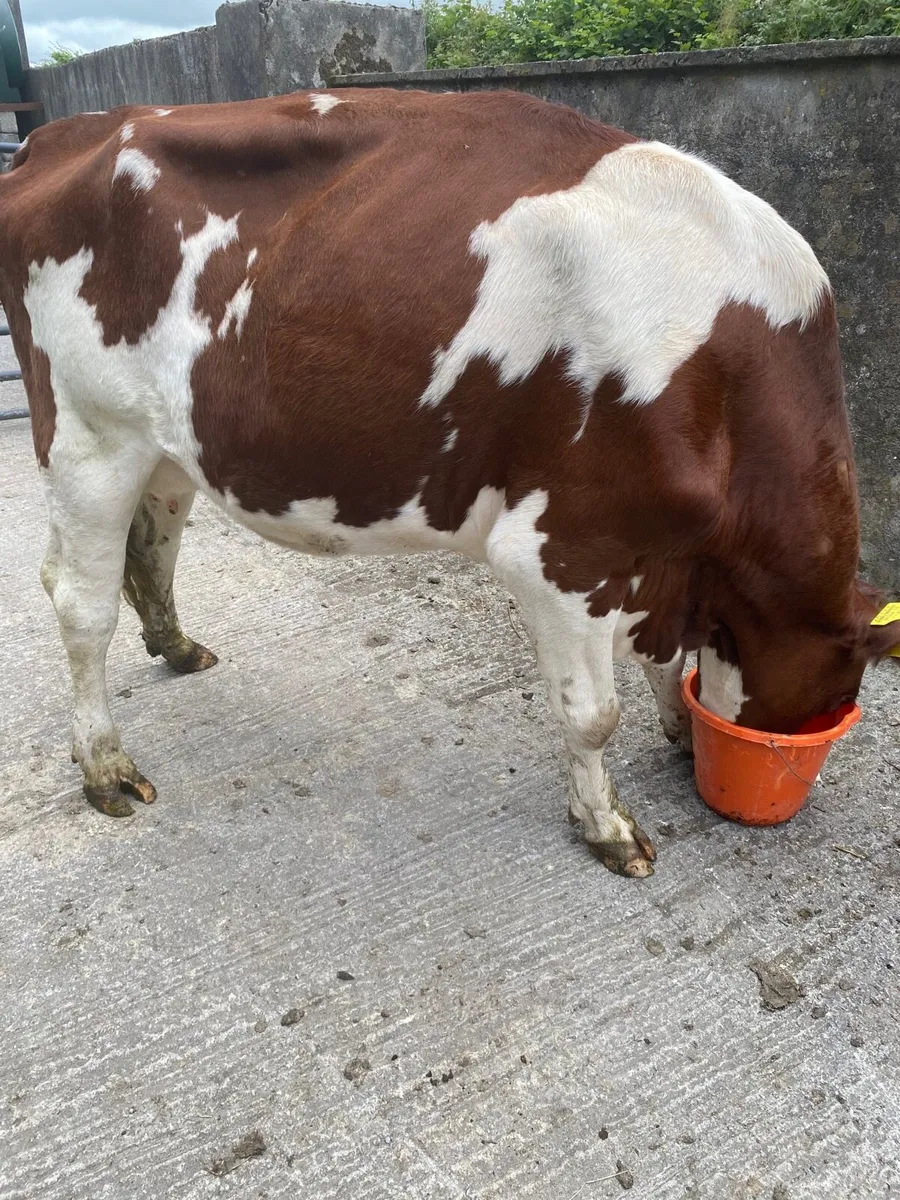 Cow - Image 2