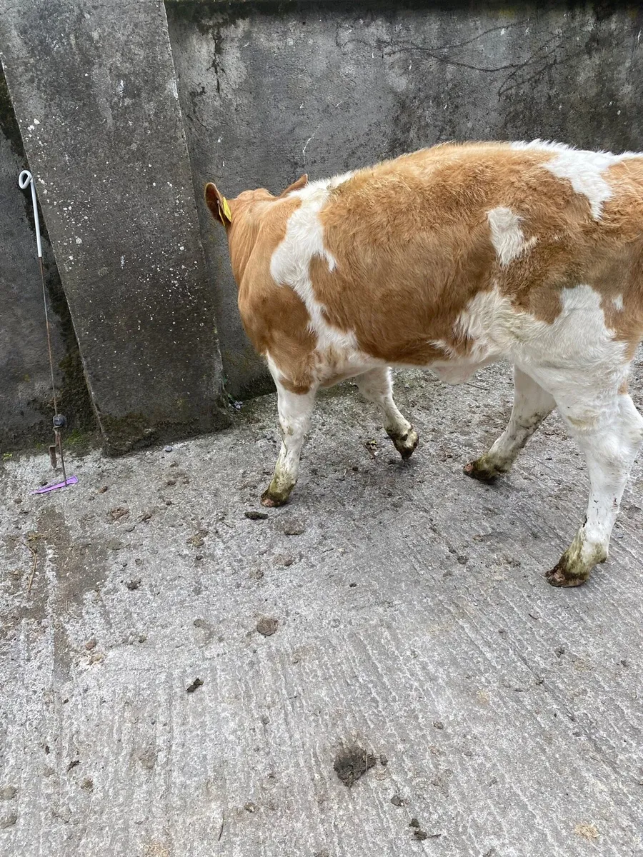 Cow - Image 3