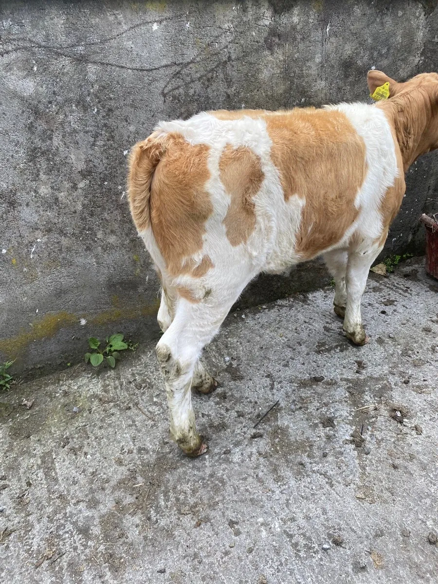 Cow - Image 4