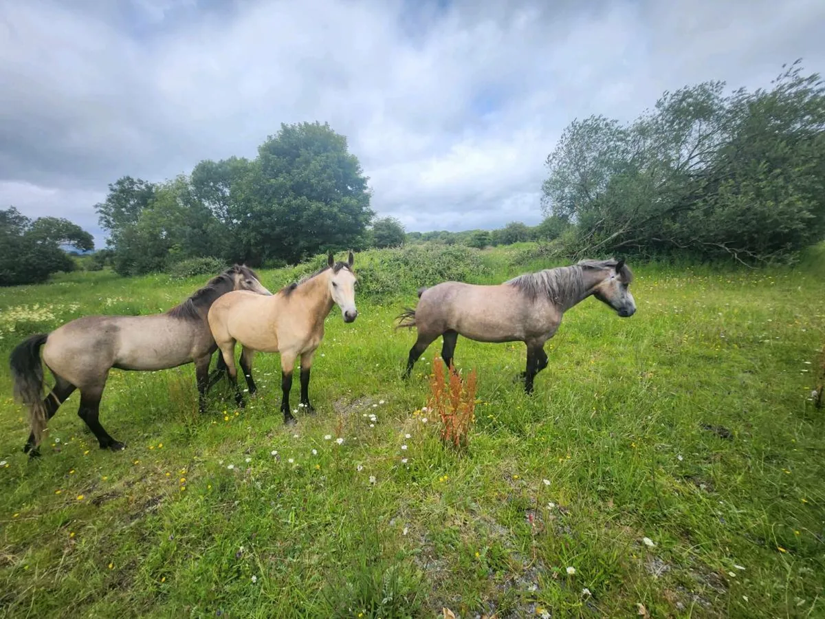 3 Connemara Dun Filly's - Image 1