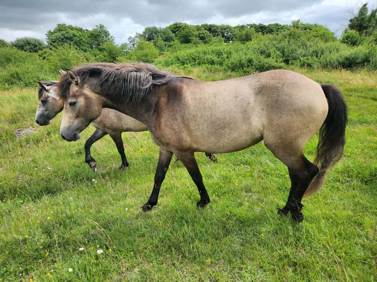 3 Connemara Dun Filly's - Image 2