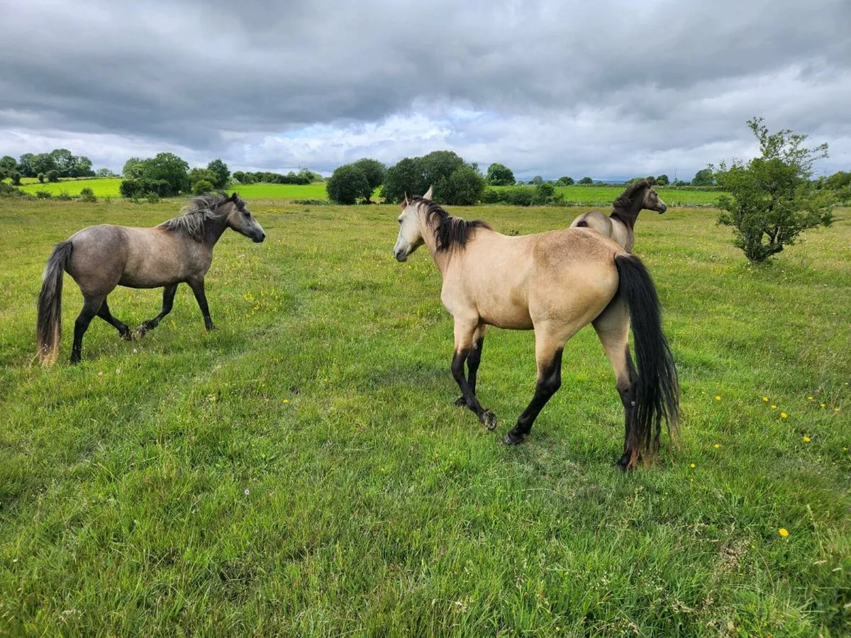 3 Connemara Dun Filly's - Image 3
