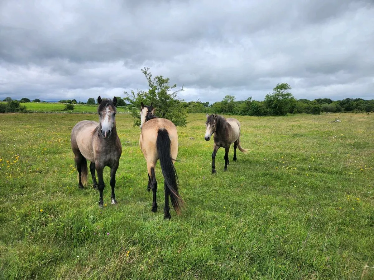 3 Connemara Dun Filly's - Image 4