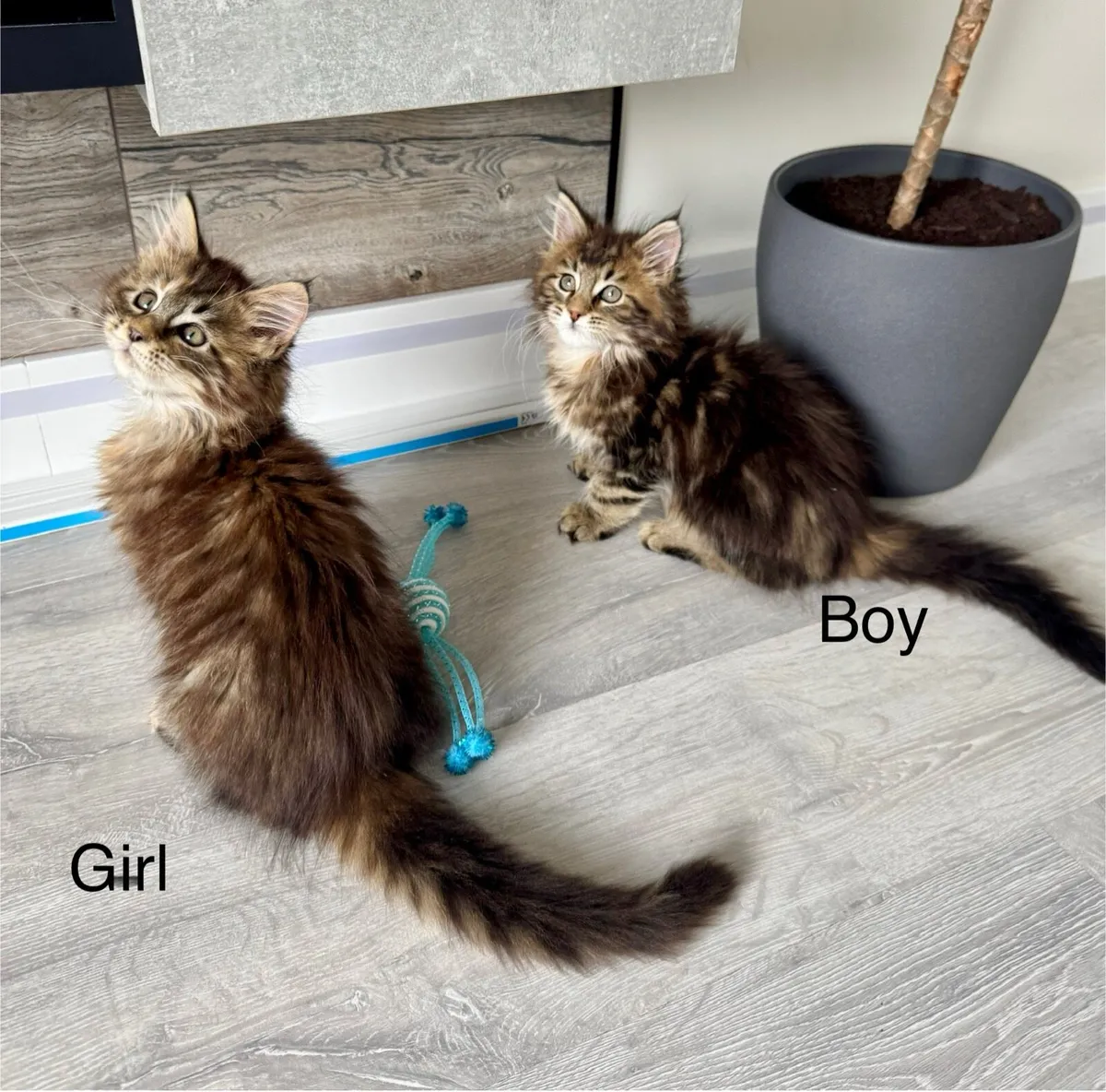 Pedigree Maine Coon Kittens - Image 1