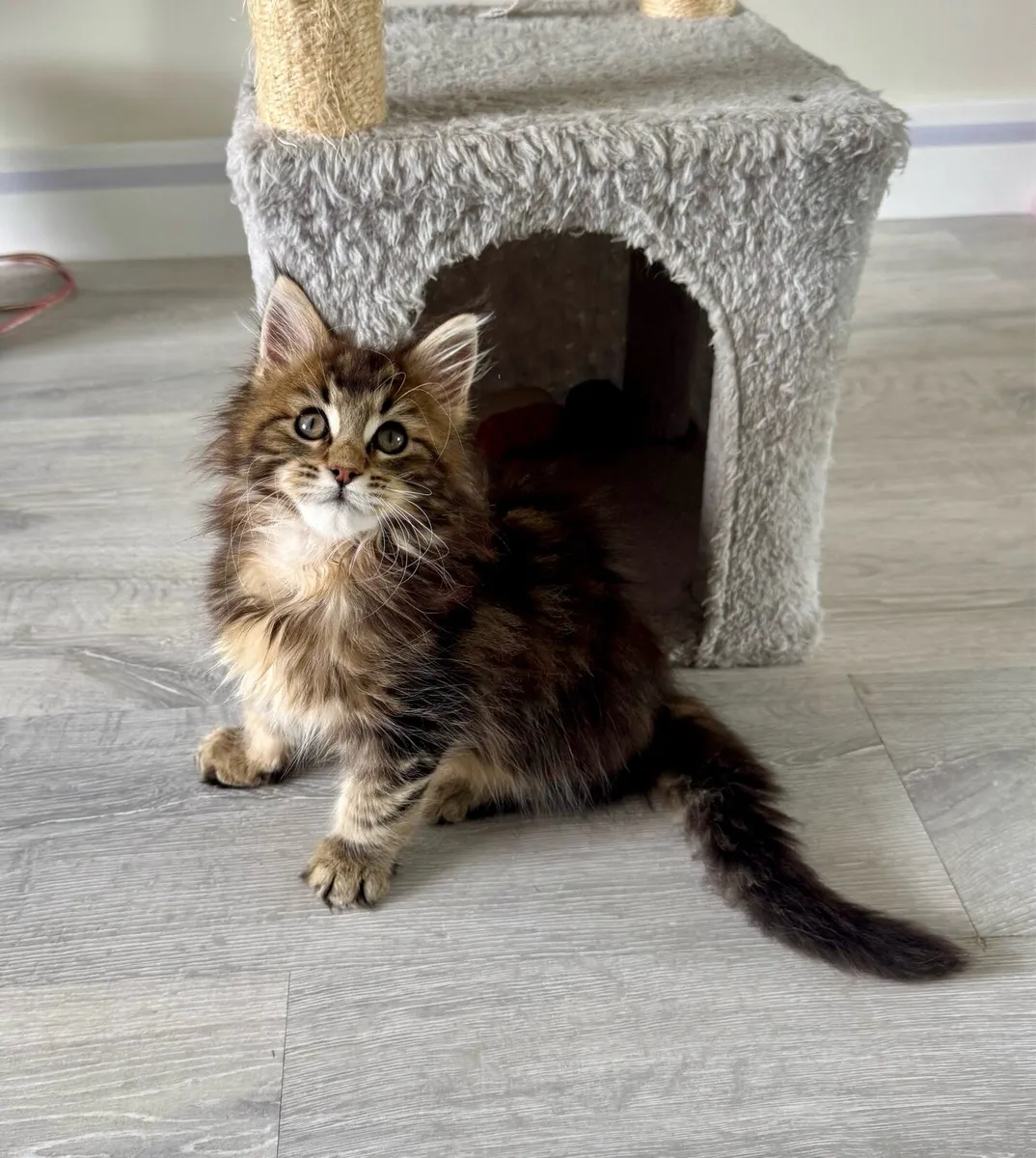 Pedigree Maine Coon Kittens - Image 2