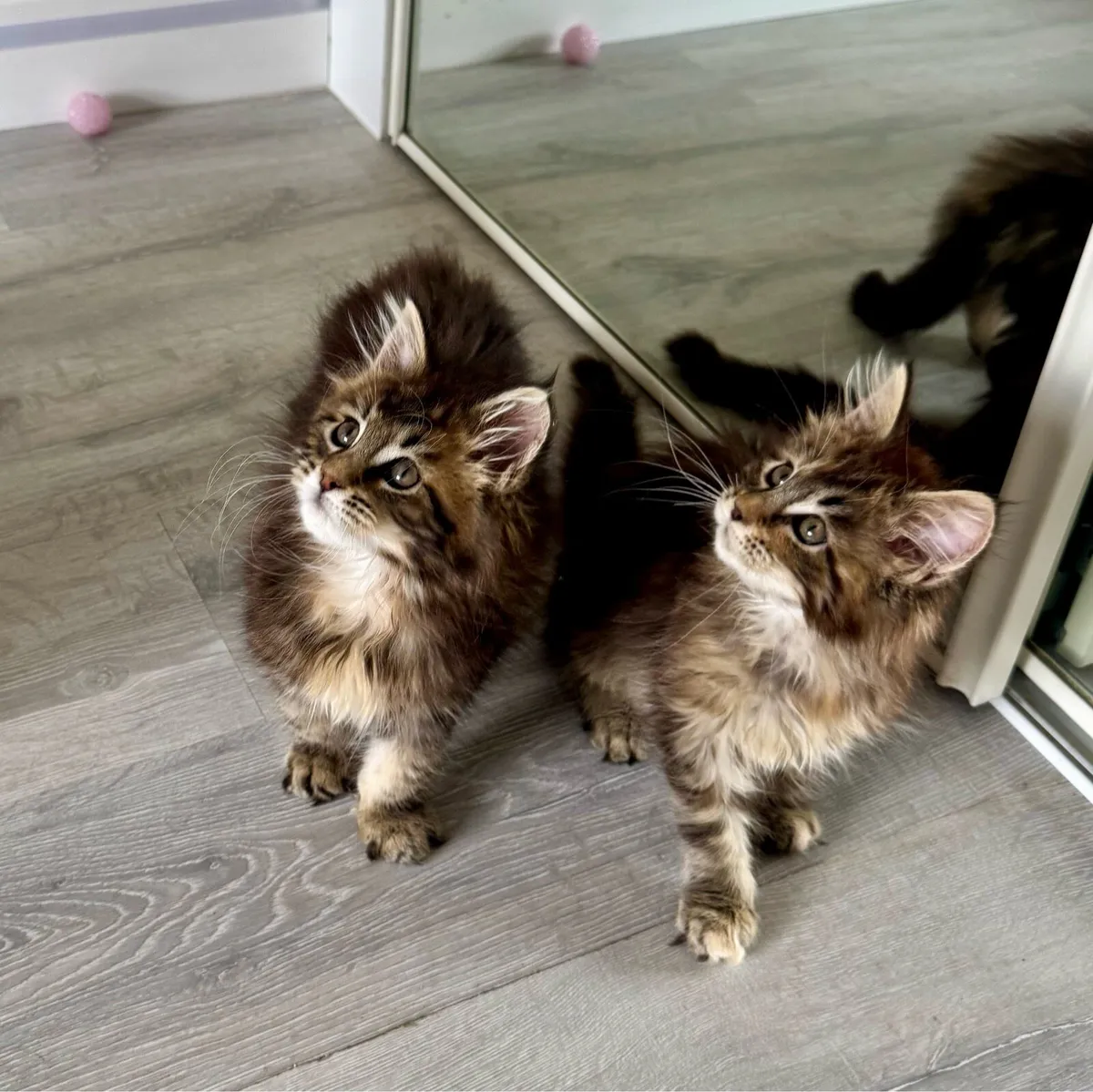 Pedigree Maine Coon Kittens - Image 3