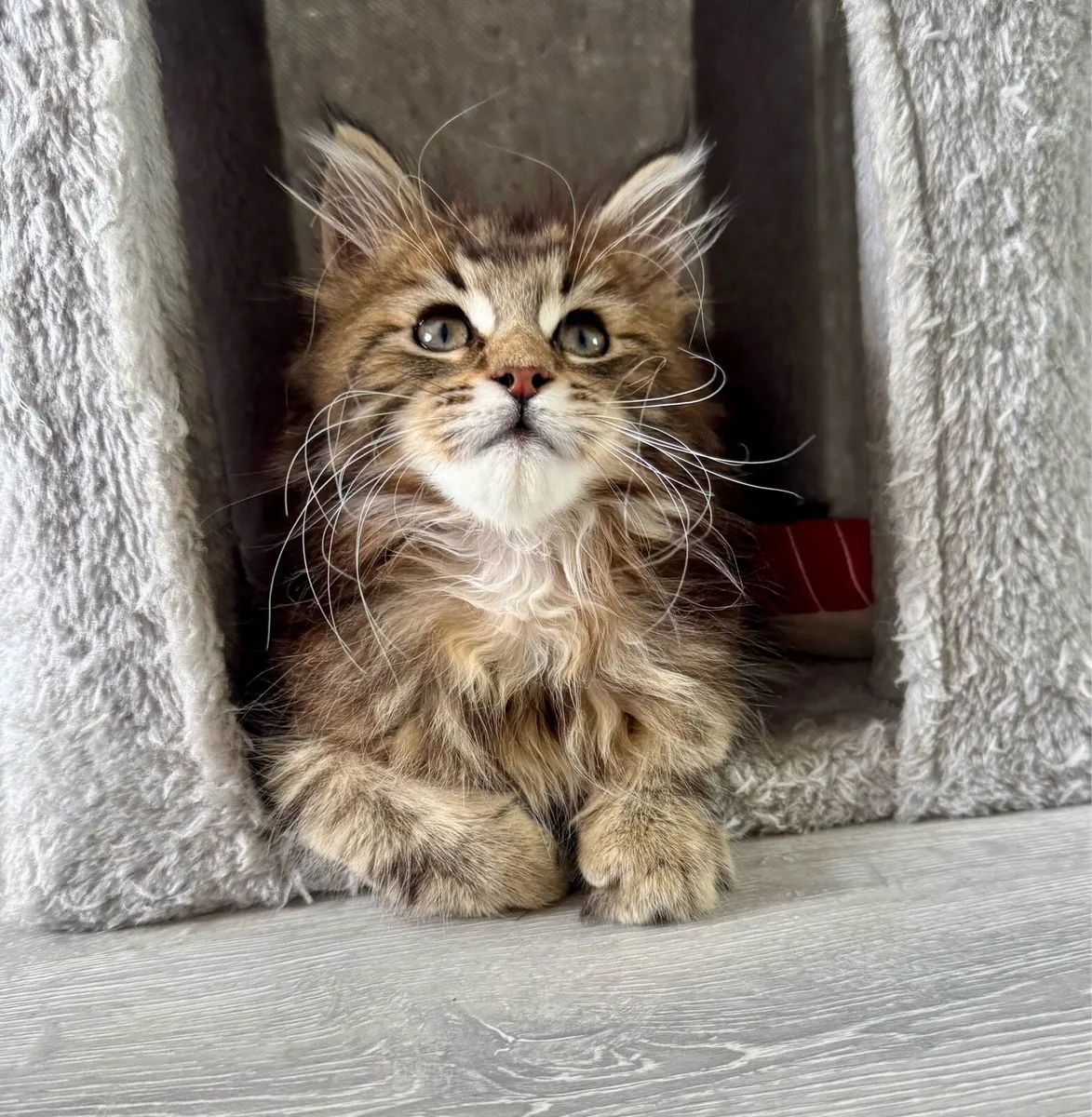 Pedigree Maine Coon Kittens - Image 4