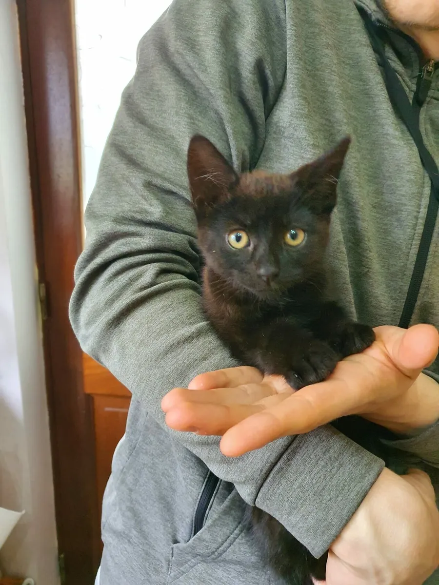 kittens - Image 1