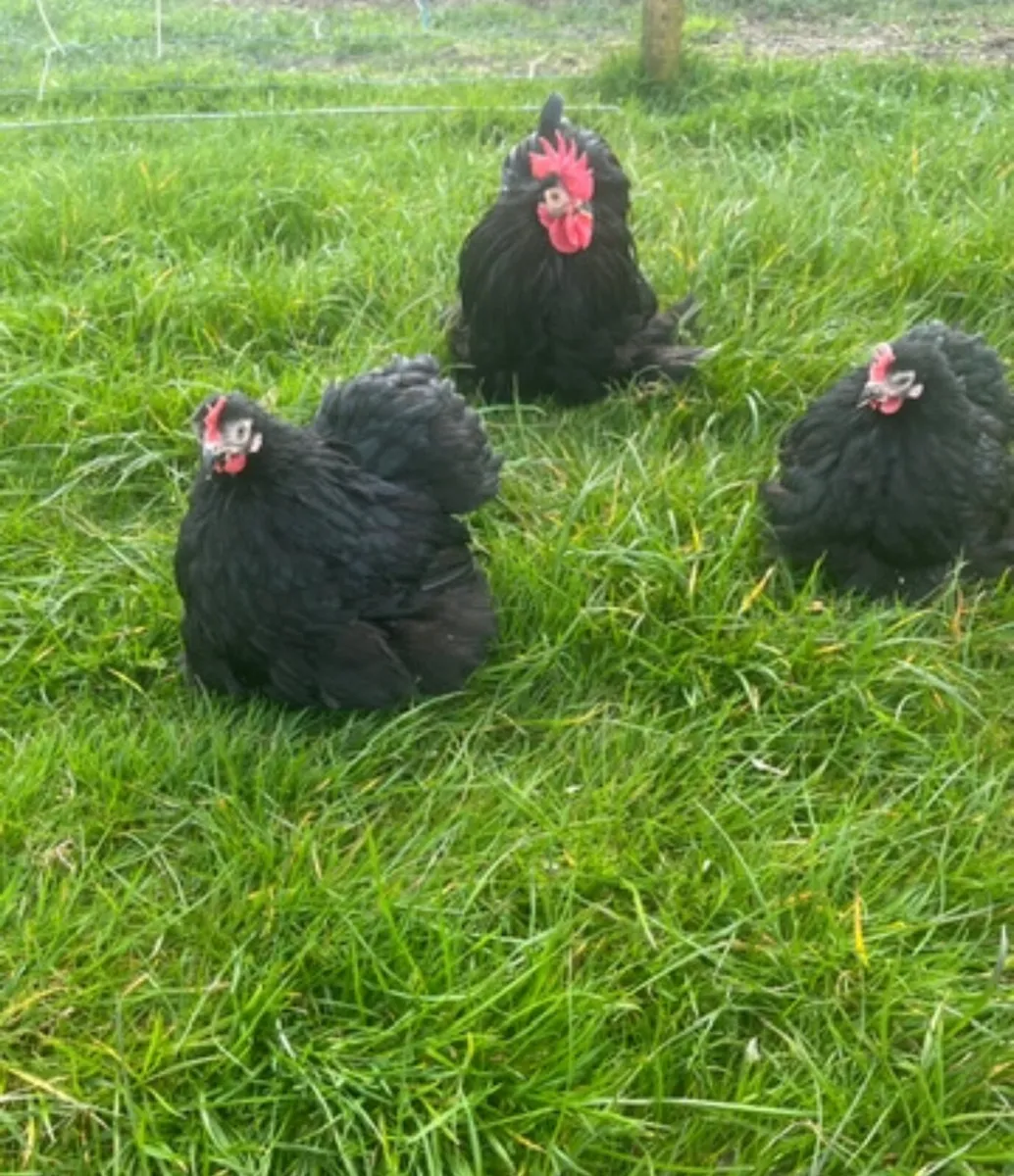 Collection of Poultry & Waterfowl - Image 3
