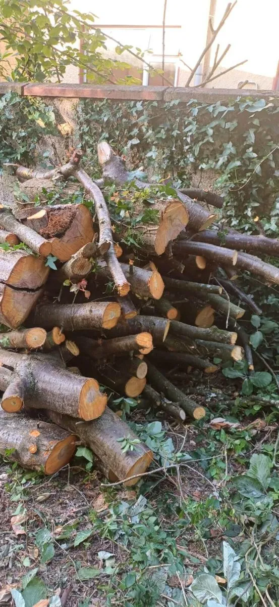 Fire Wood - Image 1