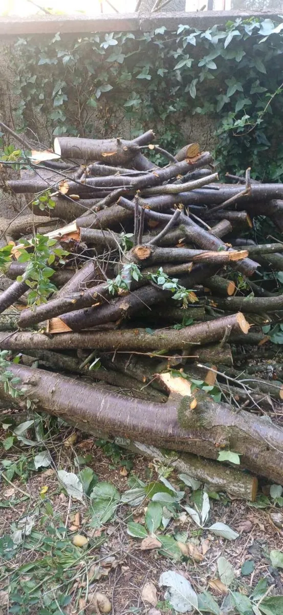 Fire Wood - Image 4