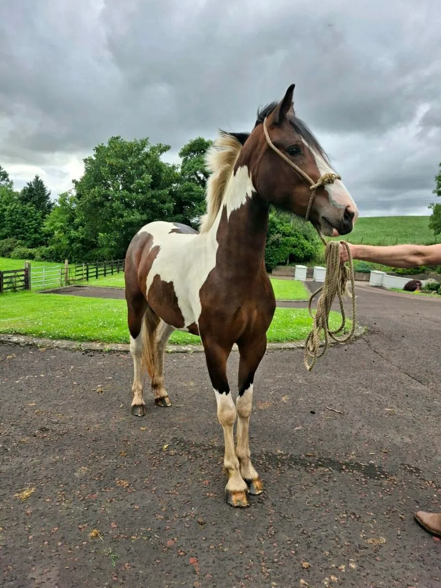 Filly - Image 1