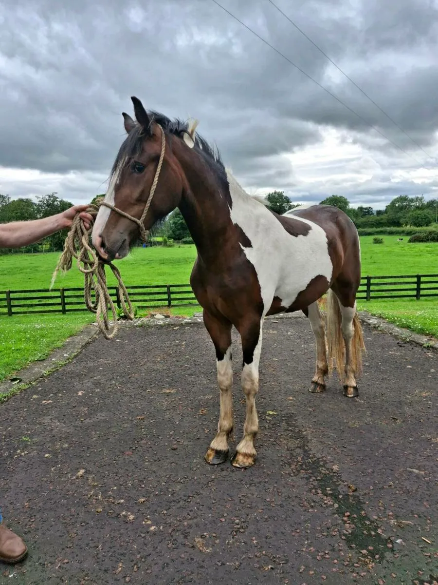 Filly - Image 2