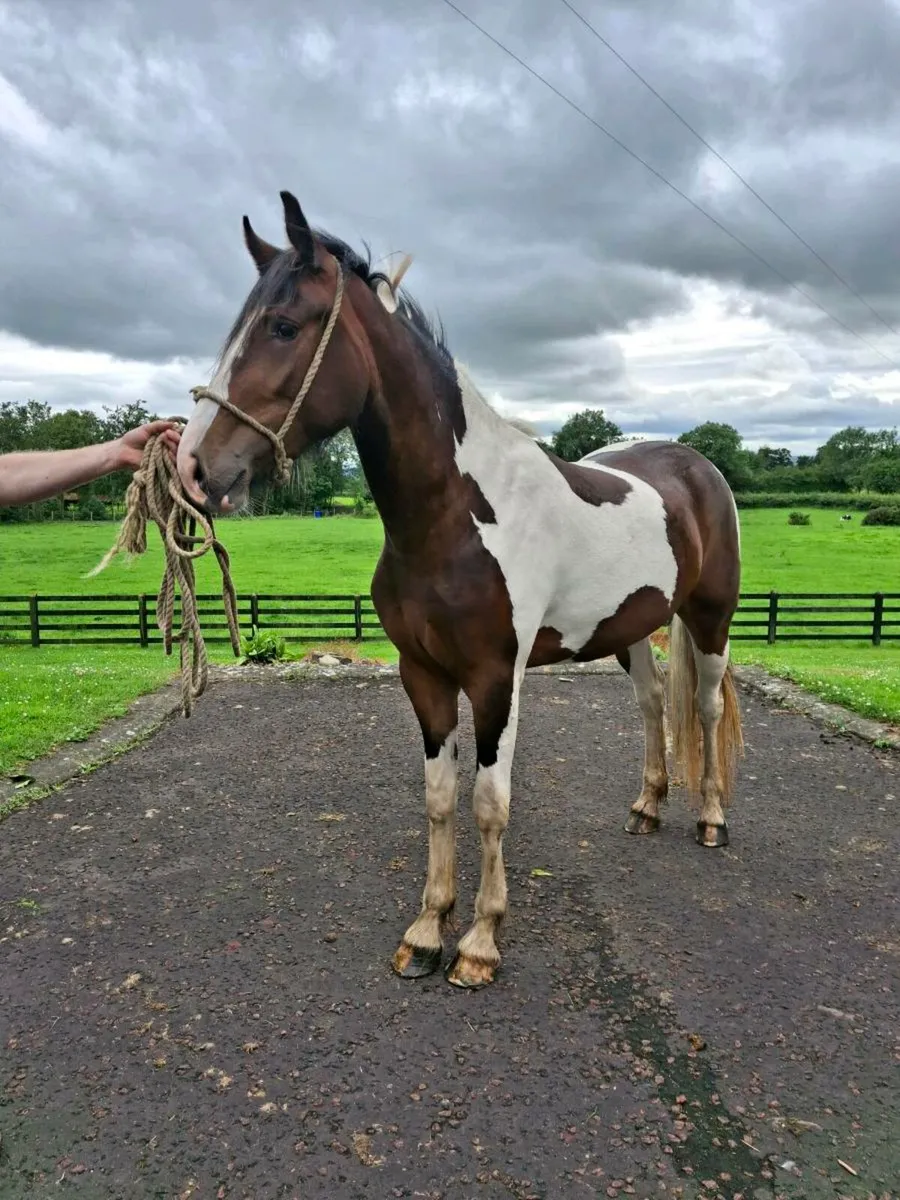 Filly - Image 3