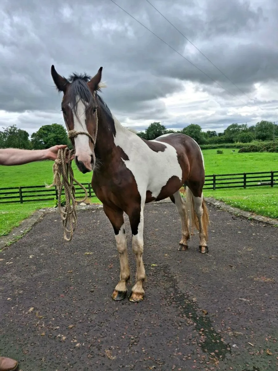 Filly - Image 4