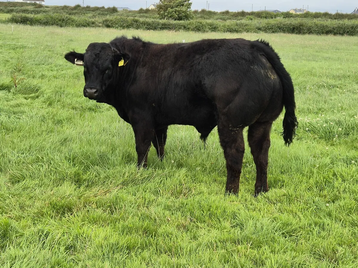 Quality bull weanlings for Elphin Mart 7th July - Image 1