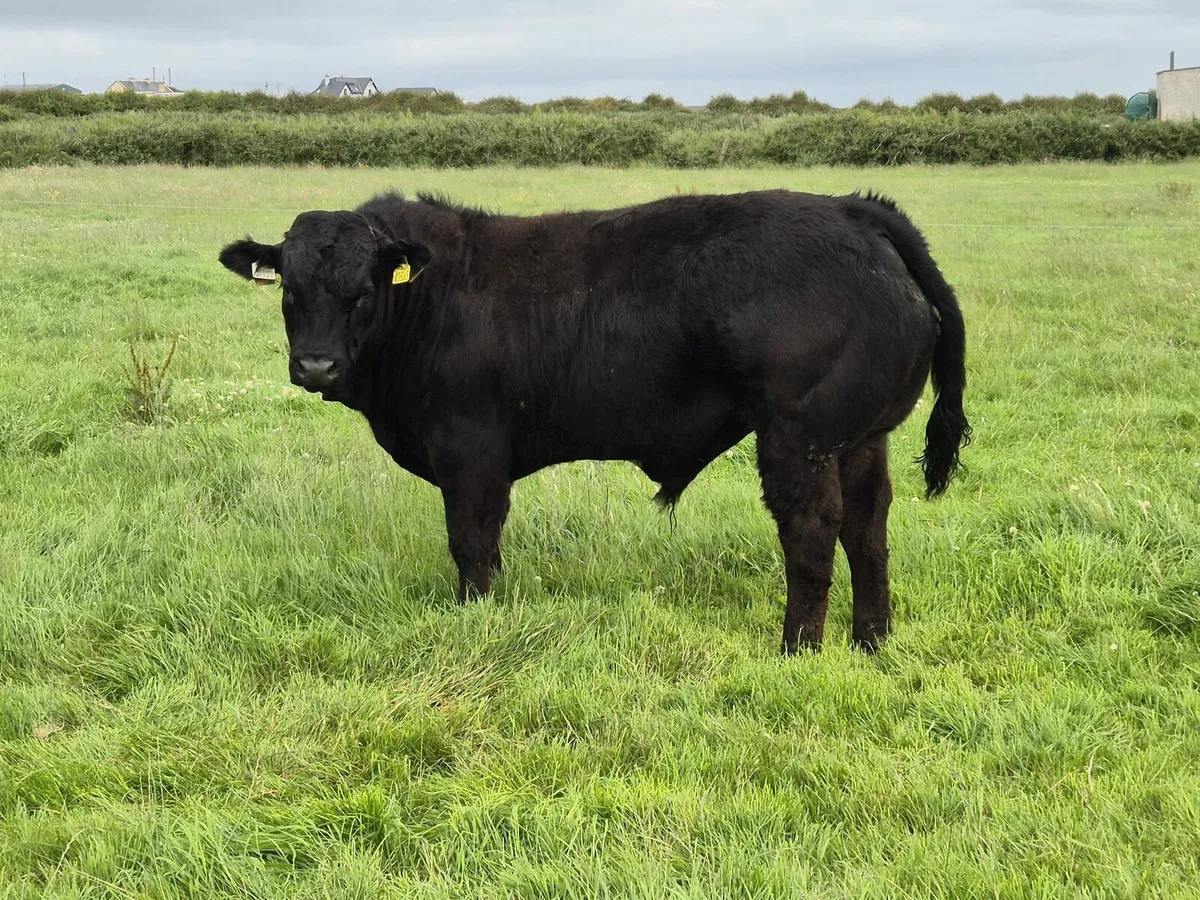 Quality bull weanlings for Elphin Mart 7th July - Image 2