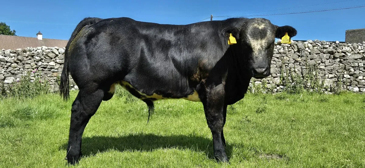 Quality bull weanlings for Elphin Mart 7th July - Image 3