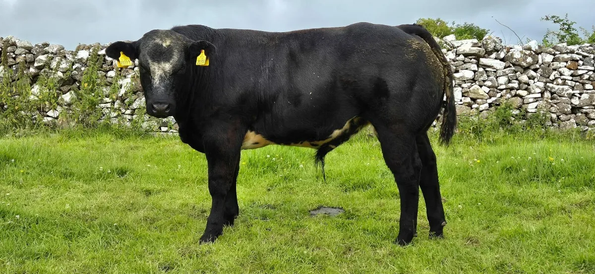 Quality bull weanlings for Elphin Mart 7th July - Image 4
