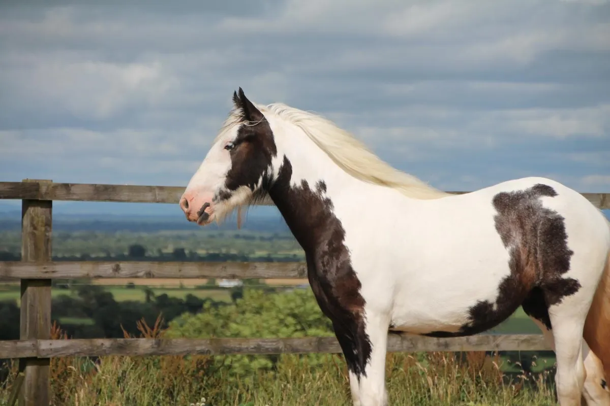 2yo Filly - Image 1
