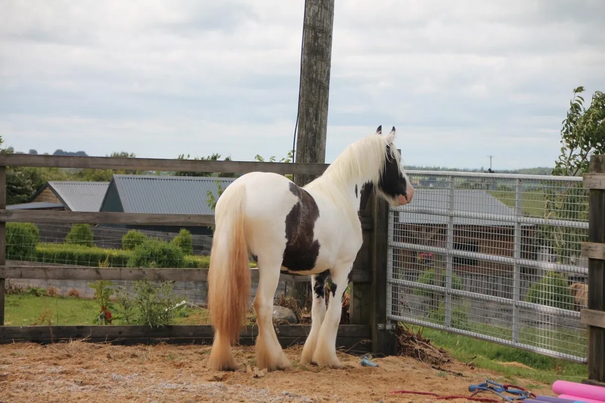 2yo Filly - Image 2