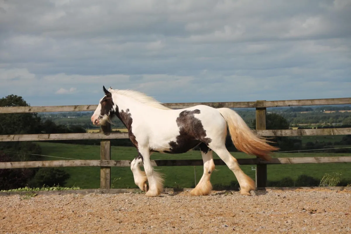 2yo Filly - Image 4