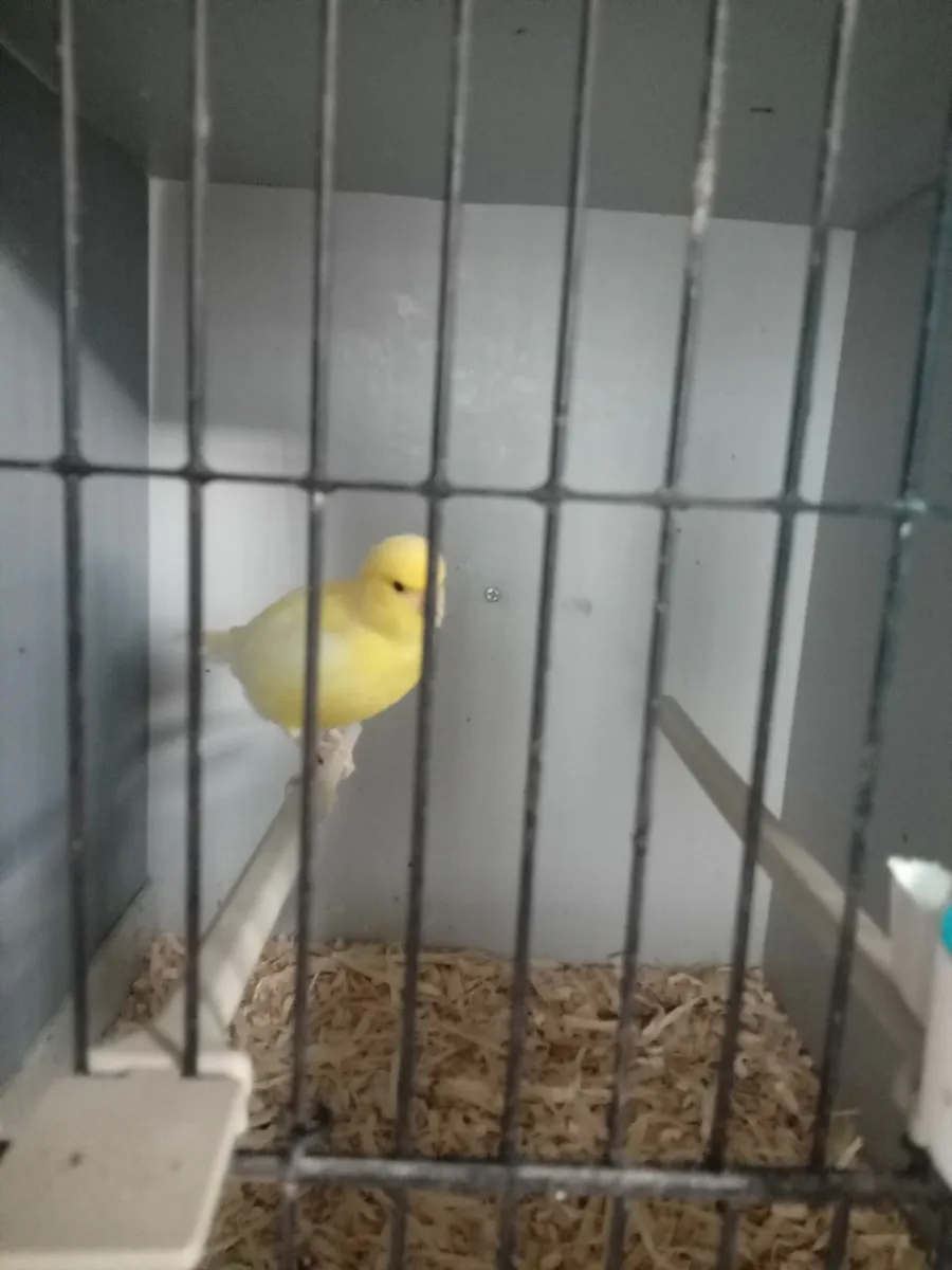 Budgies/ fife canarys - Image 1