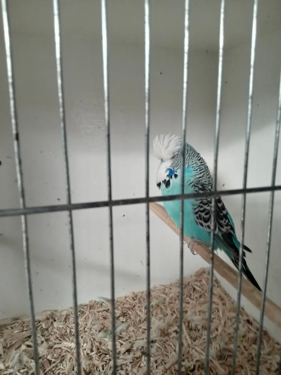 Budgies/ fife canarys - Image 2