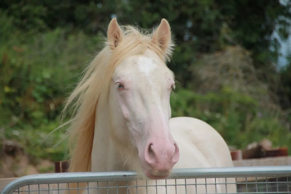 Double Cream Stallion at Stud. - Image 1