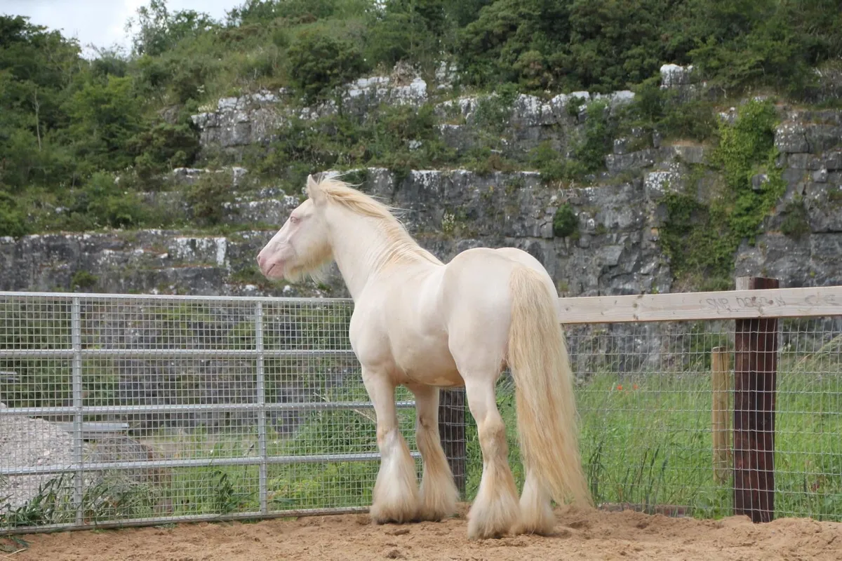 Double Cream Stallion at Stud. - Image 2