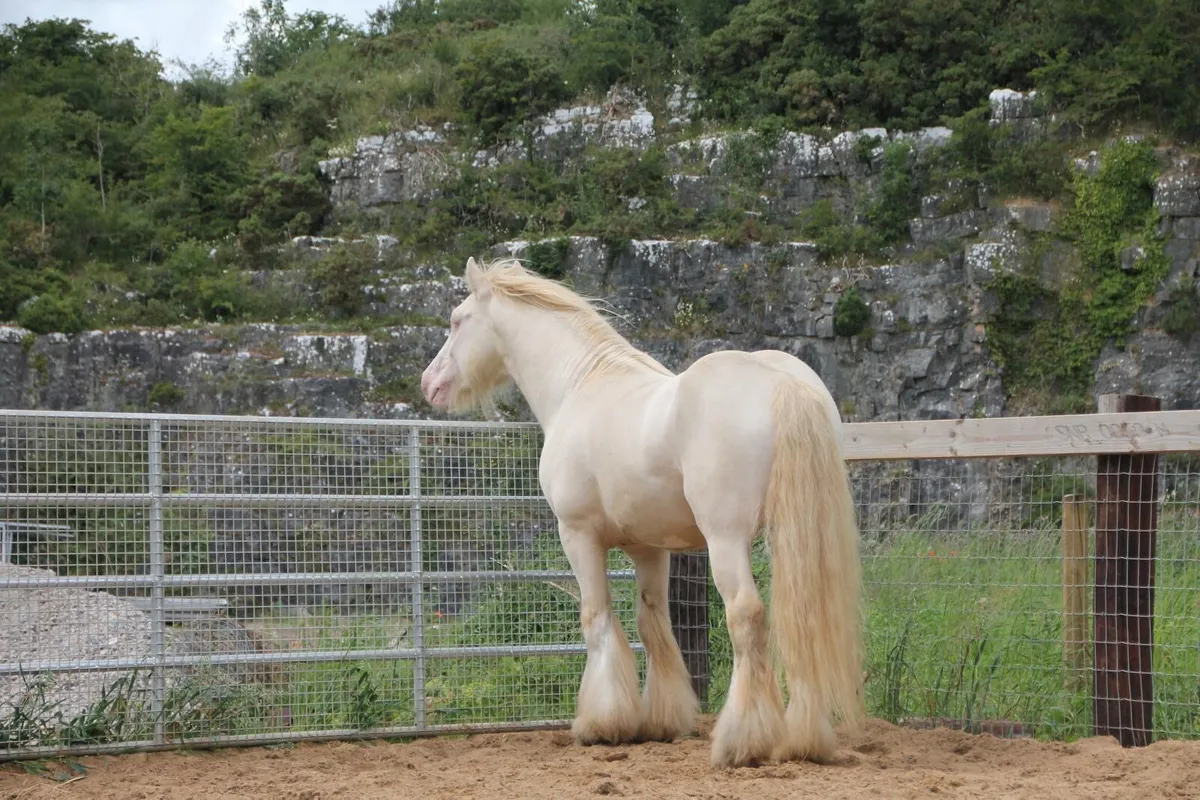 Double Cream Stallion at Stud. - Image 3