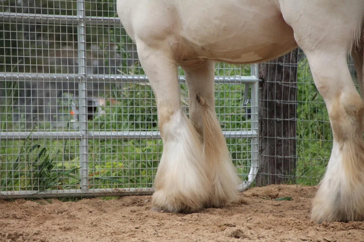 Double Cream Stallion at Stud. - Image 4