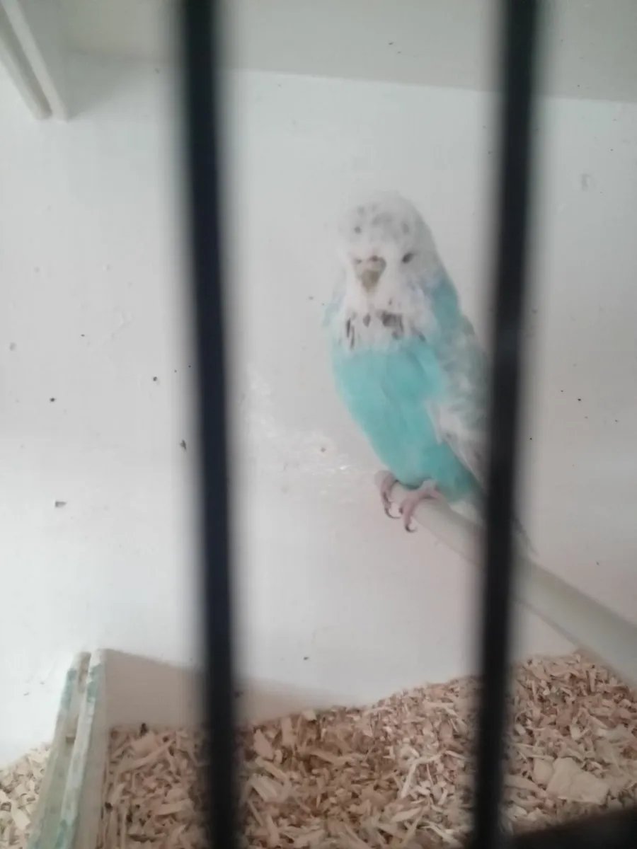 Budgies/ fife canarys - Image 3