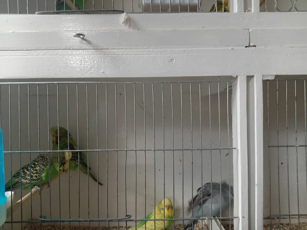 Budgies/ fife canarys - Image 4