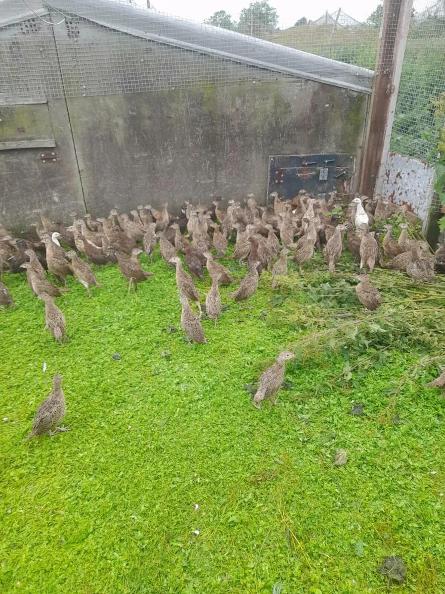 Last day olds for this year.  Now hatching - Image 3