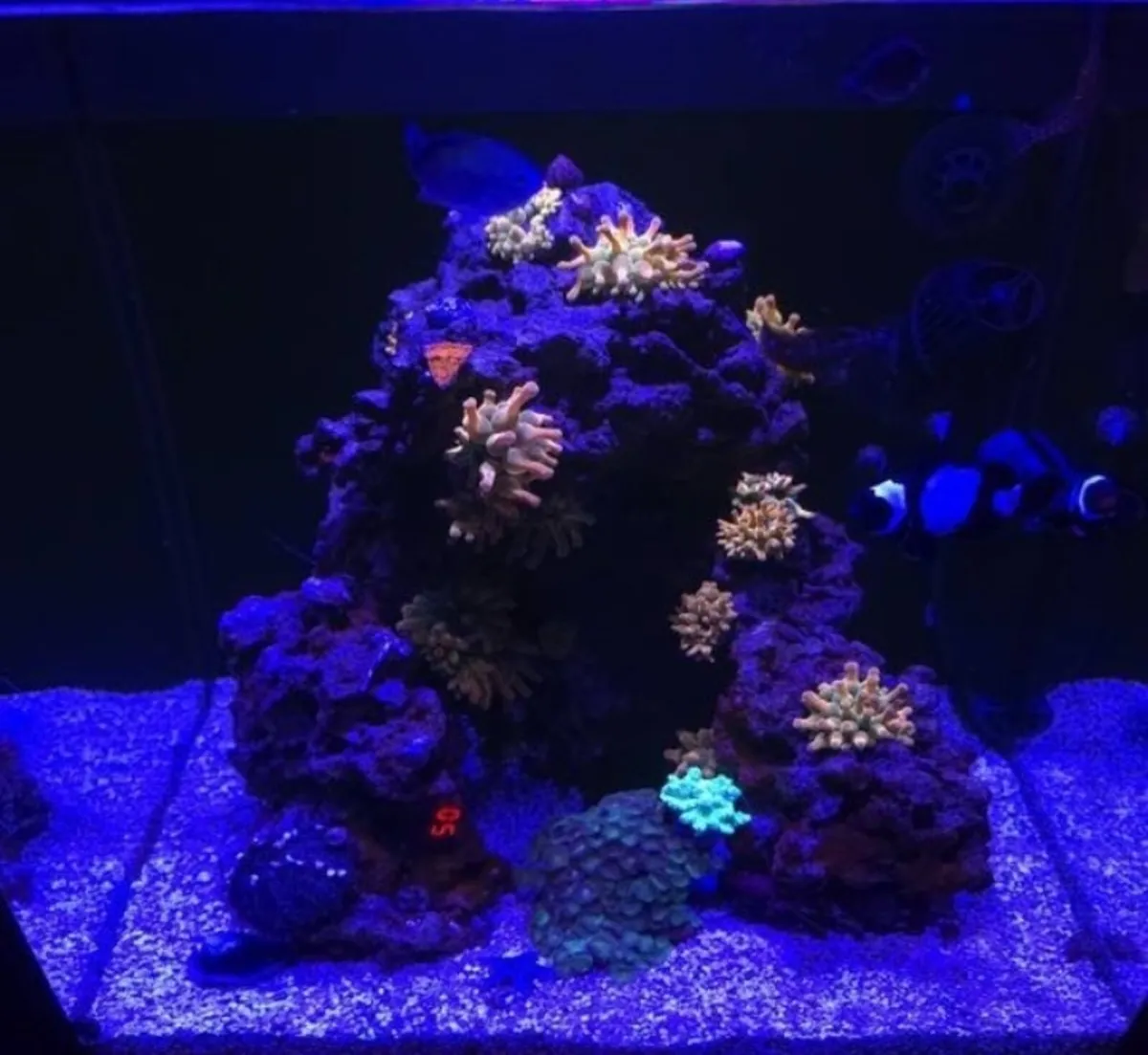 Red Bubble Tip Anemone - Image 1
