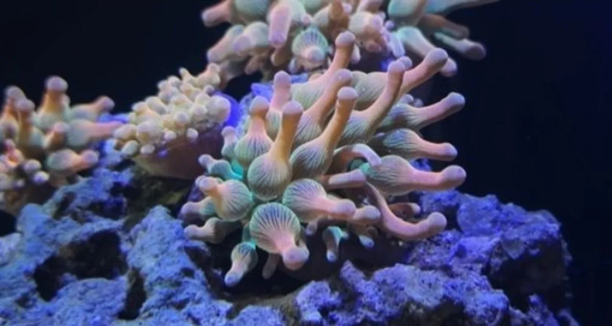 Red Bubble Tip Anemone - Image 2